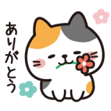 なかよし子猫❤