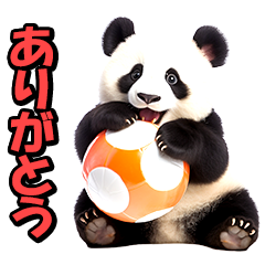 リアル⭐パンダ