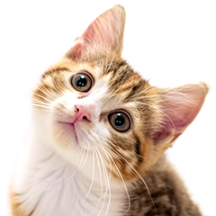 リアル猫.2