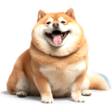 リアル⭐ぽっちゃり柴犬