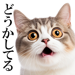 感情が顔に出てしまう猫