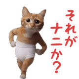 踊る！おパンツ猫