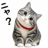 動く！リアル猫の日常3