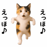 エッホエッホ猫