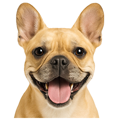 フレンチなブルさん