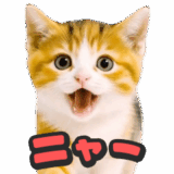 飛び出す★リアル猫