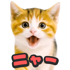 飛び出す★リアル猫