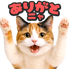 飛び出す★リアル猫2