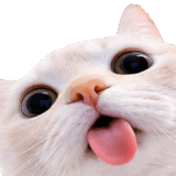 飛び出す★猫猫猫