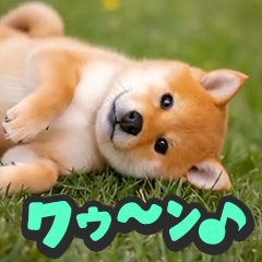 飛び出す★リアル犬にズームイン！