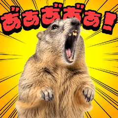 絶叫！マーモット
