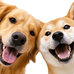 飛び出す★犬犬犬