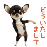 踊る！チワワ