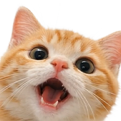 飛び出す❤️猫猫猫2
