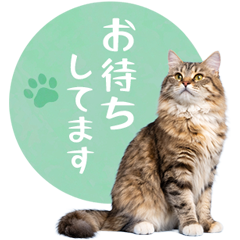 毎日使える✿サイベリアン