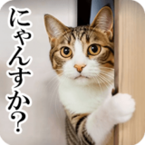 動く！リアル猫【毒舌・煽り】