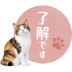 毎日使える✿日本猫