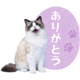 毎日使える✿ラグドール