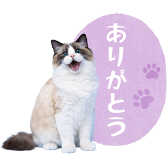 毎日使える✿ラグドール