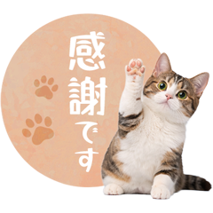 毎日使える✿マンチカン