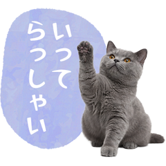 毎日使える✿ブリティッシュショートヘア