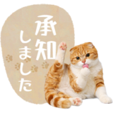 毎日使える✿スコティッシュフォールド