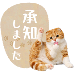 毎日使える✿スコティッシュフォールド