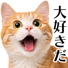 愛を叫ぶ猫