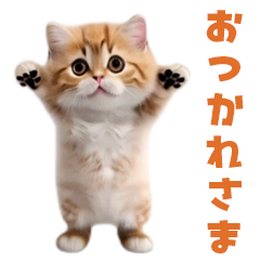 飛び出す!ダンス猫