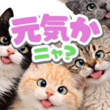 飛び出す❤️猫猫猫3