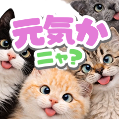 飛び出す❤️猫猫猫3