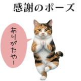 ヨガ猫.