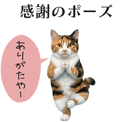 ヨガ猫.