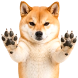 飛び出す★リアル柴犬ゴンタ