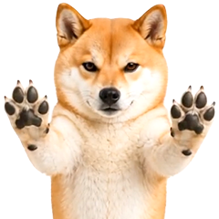 飛び出す★リアル柴犬ゴンタ