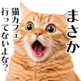 飼い猫の叫び