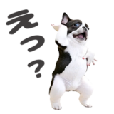 踊るフレンチブルドッグ