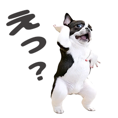 踊るフレンチブルドッグ