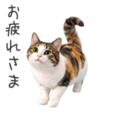 猫★家族連絡
