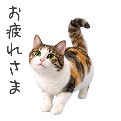 猫★家族連絡
