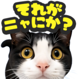 猫のかわいいドアップ