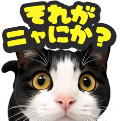 猫のかわいいドアップ