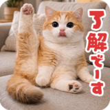 動く！リアル猫の日常5