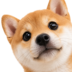 飛び出す★柴柴柴