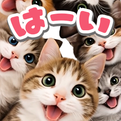 猫のかわいいドアップ2