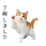 猫★業務連絡（お仕事）