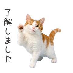 猫★業務連絡(お仕事)