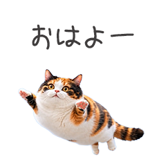 空飛ぶ風船猫