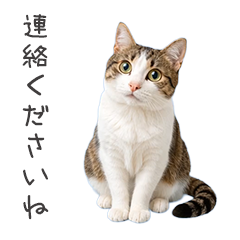 猫★家族連絡2