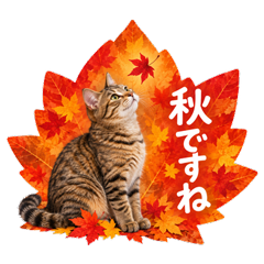 秋色猫のやさしい敬語